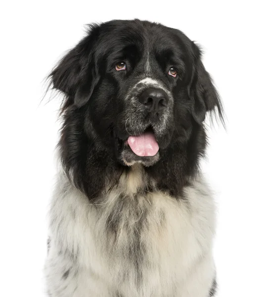 Close-up of a Newfoundland dog panting, looking up, 2 years old, — Stock Photo, Image
