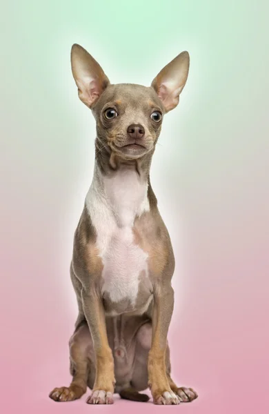 Chihuahua cachorro sentado sobre un gradiente de color de fondo, 6 mont — Foto de Stock