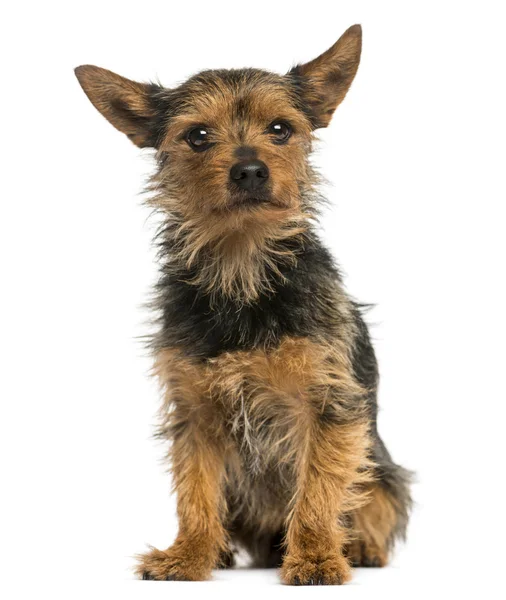 Yorkshire Terrier sitting, 8 years old, isolated on white — Stock Photo, Image