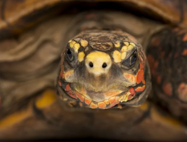 Μεγέθυνση του Ερυθρού-footed χελώνα που αντιμετωπίζει, chelonoidis carbonaria — Φωτογραφία Αρχείου