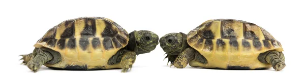 Boční pohled dvou baby želva zelenavá čelem k sobě, testování — Stock fotografie