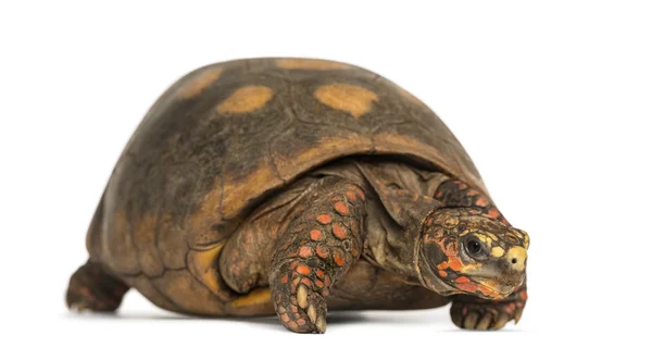 Rood-footed schildpad, chelonoidis carbonaria, geïsoleerd op wit — Stockfoto