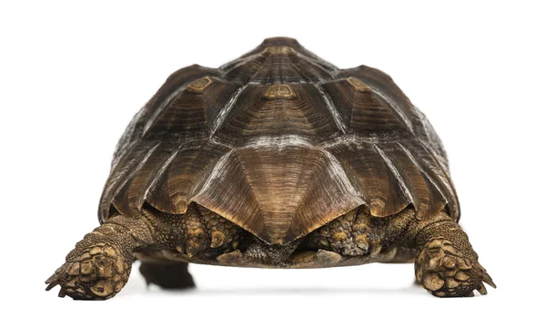 Vista trasera de una tortuga africana de pie, Geochelone su —  Fotos de Stock