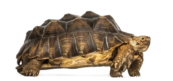 Zijaanzicht van een Afrikaanse gestimuleerd schildpad staande, geochelone su — Stockfoto