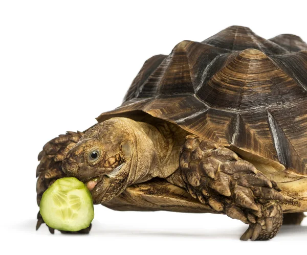 Nahaufnahme einer afrikanischen Schildkröte, die ein bisschen Gurke isst — Stockfoto