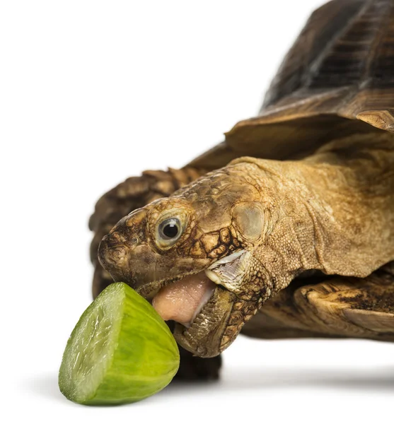 Gros plan d'une tortue stimulée par l'Afrique mangeant un peu de concombre — Photo