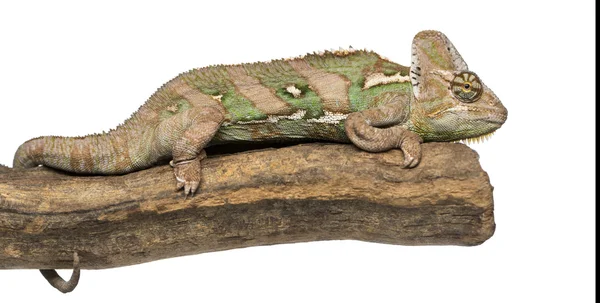 Side view of a Veiled chameleon lying on a branch, Chamaeleo cal — Stock Photo, Image