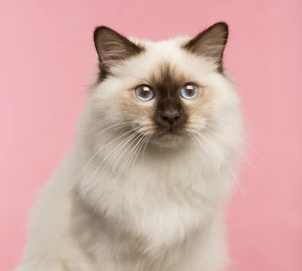 Закри Бірманська кіт на рожевий фон — стокове фото