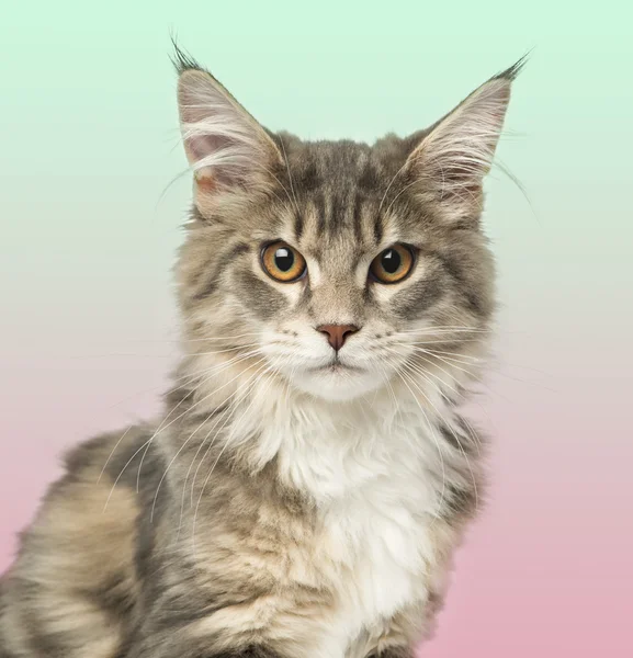 Крупный план котенка из штата Мэн, смотрящего в камеру, на выпускника — стоковое фото