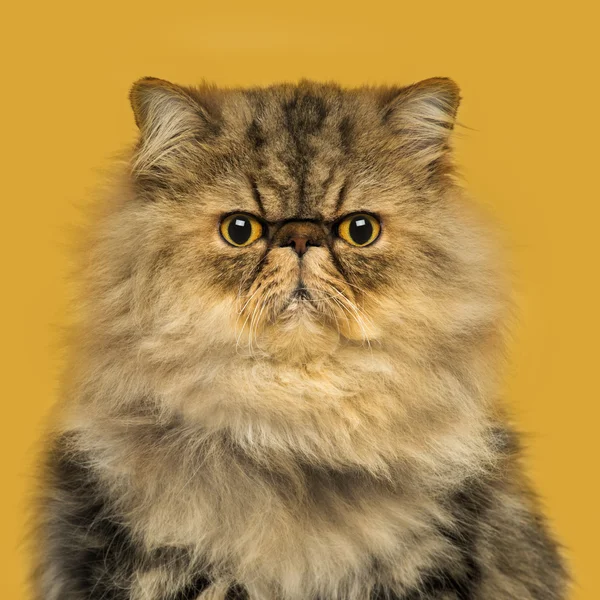Вид спереди сидящей ворчливой персидской кошки, глядящей на пришедших — стоковое фото