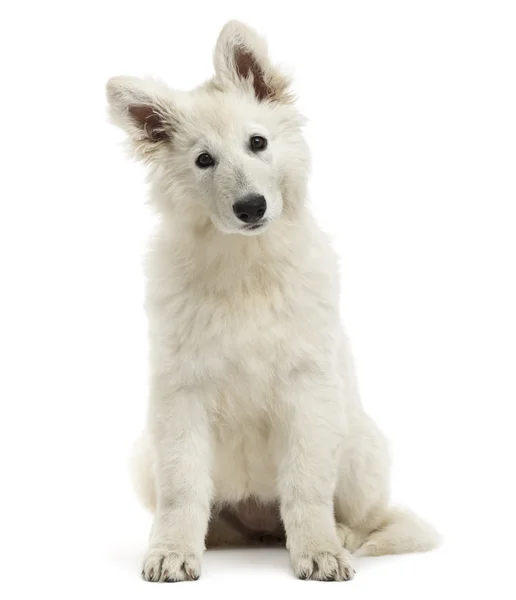 Zwitserse herder hond puppy vergadering, kijken naar de camera, 3 maand — Stockfoto