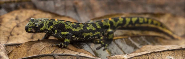 Bir sonbahar yaprak triturus pavuryası üzerinde mermer semender — Stok fotoğraf