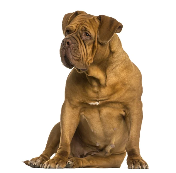 Dogue de Bordeaux sentado, mirando hacia otro lado, aislado en blanco — Foto de Stock