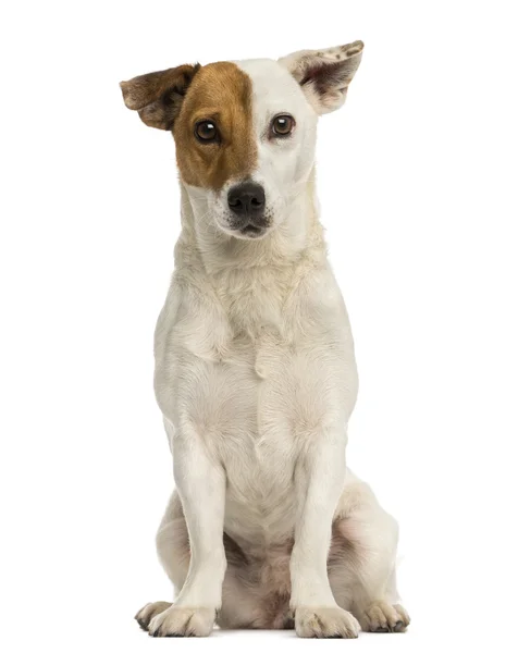 Front view of a Jack russel terrier sitting, looking at the came — Stock Photo, Image