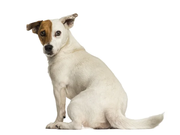 Vista trasera de un Jack Russel terrier mirando hacia atrás, aislado en whi — Foto de Stock