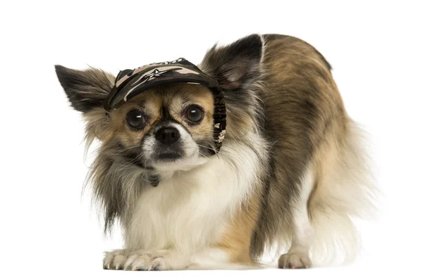 Chihuahua portant une casquette, s'inclinant, isolé sur blanc — Photo