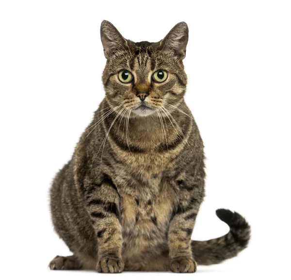 European shorthair sitting, looking at the camera, isolated on w — Stock Photo, Image
