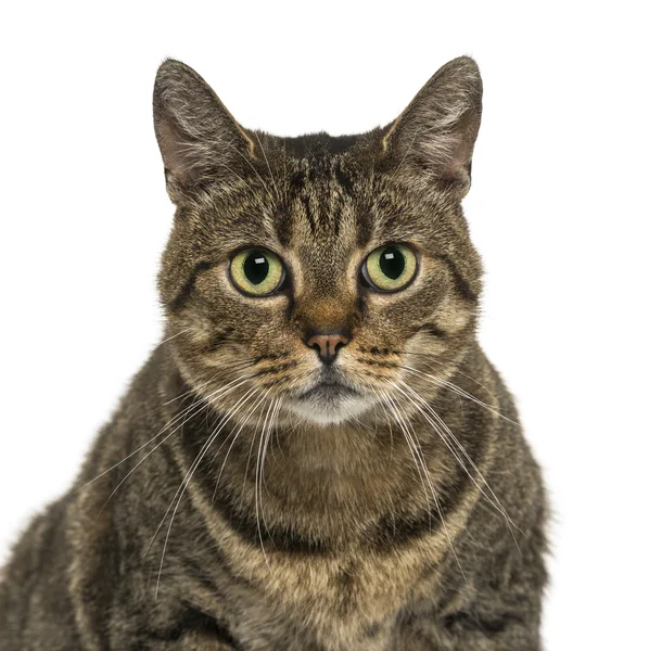 Close-up of a European shorthair facing, looking at the camera, — Stock Photo, Image