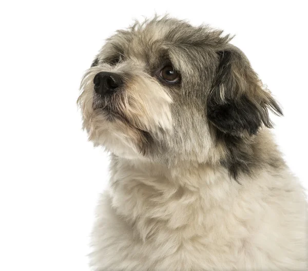 Nahaufnahme eines wegblickenden Mischlingshundes, isoliert auf weiß — Stockfoto