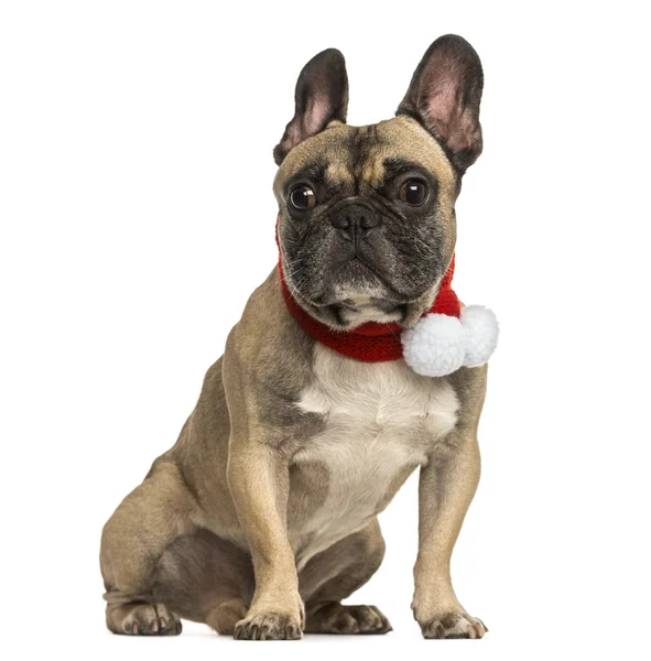 French bulldog wearing a christmas scarf, sitting, isolated on w — Stock Photo, Image