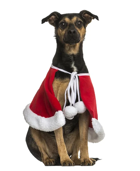 Crossbreed perro con una capa de Navidad, sentado, aislado en wh — Foto de Stock