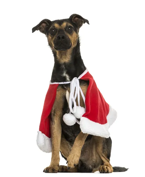 Crossbreed perro con una capa de Navidad, sentado, aislado en wh — Foto de Stock