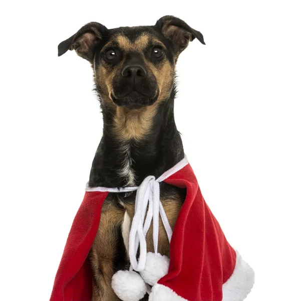 Close-up de um cão mestiço vestindo uma capa de Natal, isolado — Fotografia de Stock