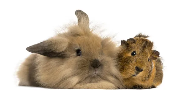 Lapin Angora et cochon de Guinée, isolés sur blanc — Photo