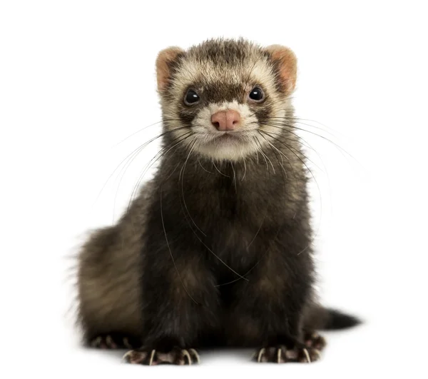 Vooraanzicht van een ferret kijken naar de camera, geïsoleerd op wit — Stockfoto