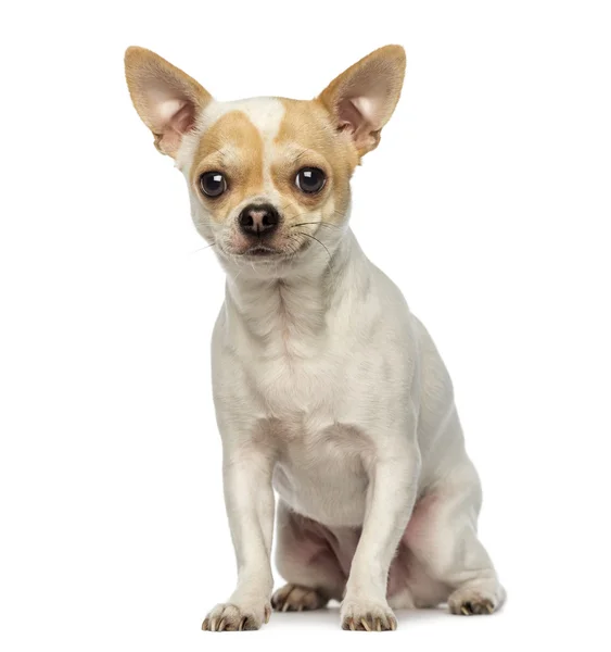 Chihuahua siedzi, patrząc na kamery, na białym tle — Zdjęcie stockowe