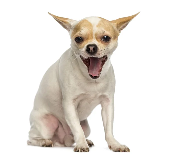 Chihuahua sitting, yawning, isolated on white — Stock Photo, Image