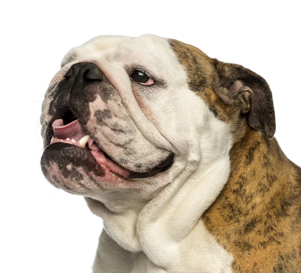 Gros plan d'un Bulldog anglais haletant, isolé sur blanc — Photo