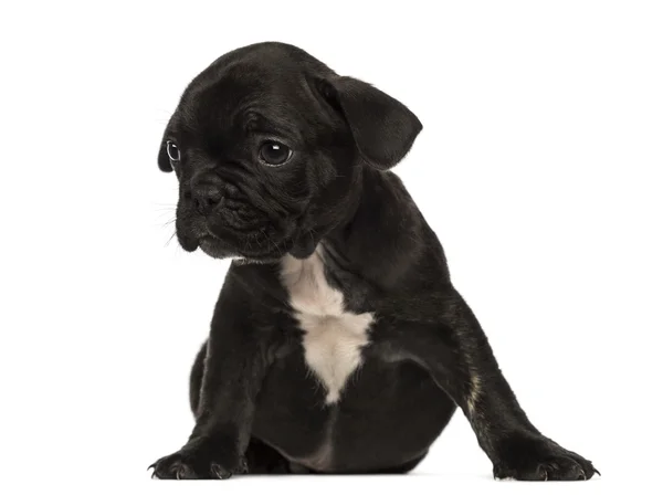 Franse bulldog pup zitten, op zoek weg, geïsoleerd op wit — Stockfoto