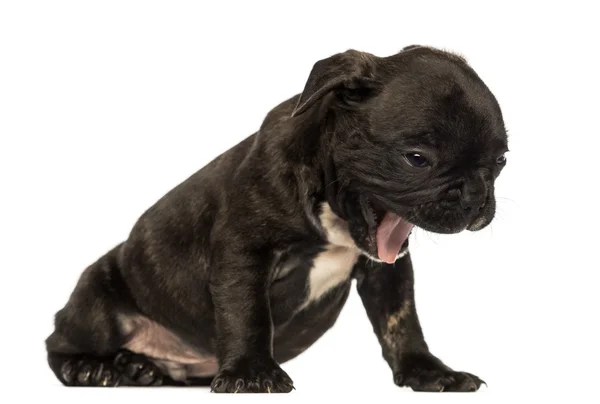 Francês bulldog filhote de cachorro sentado, bocejo, isolado em branco — Fotografia de Stock