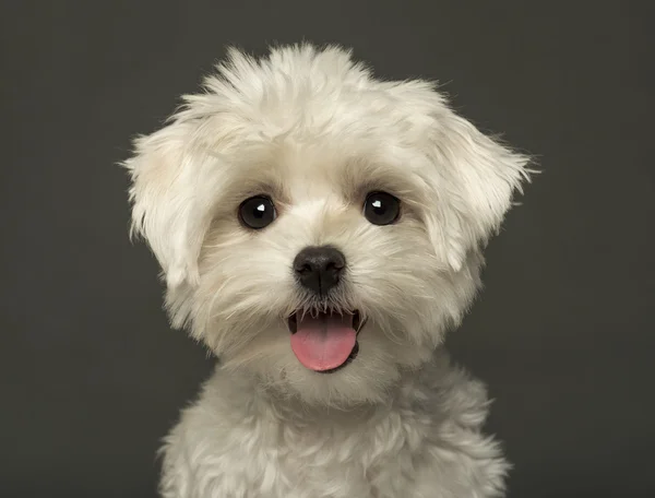 Close-up of a Maltese puppy panting, looking at the camera, isol — Stockfoto
