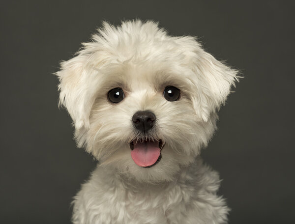 Close-up of a Maltese puppy panting, looking at the camera, isol