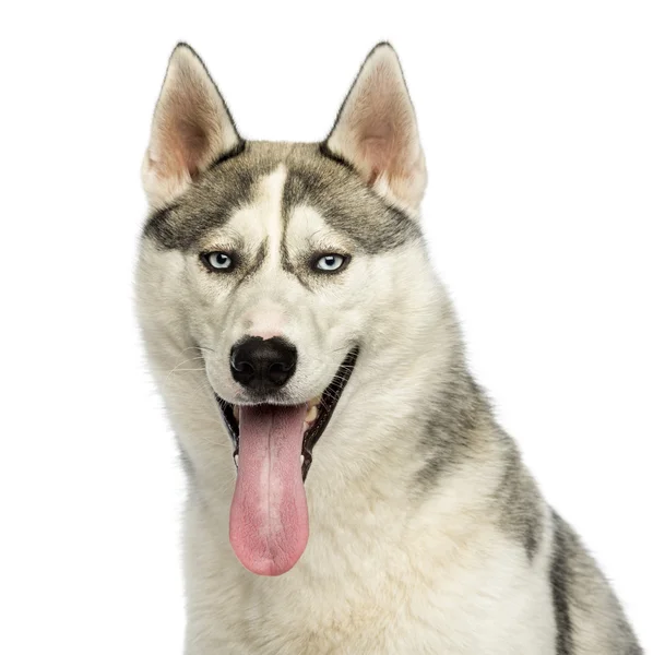 Close-up of a Husky panting, looking at the camera, isolated on — Stock Photo, Image