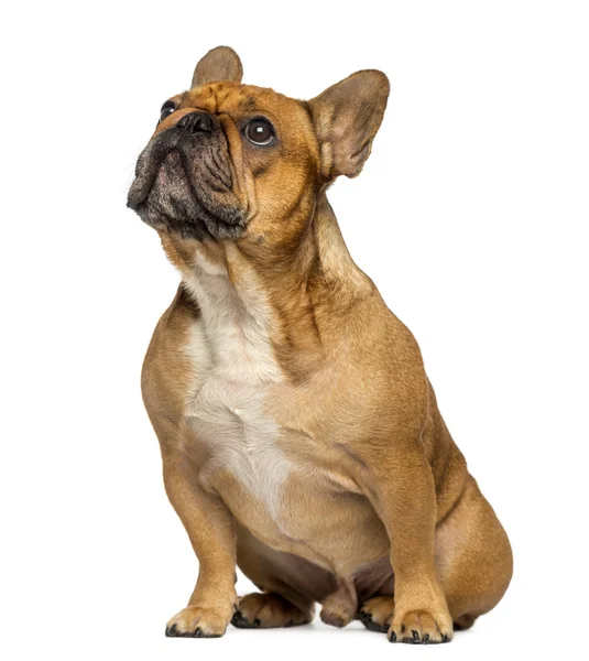 Franse bulldog zitten, opzoeken, geïsoleerd op wit — Stockfoto