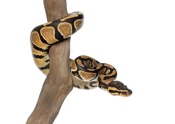 Royal python on a branch, Python regius, isolated on white — Stock Photo, Image