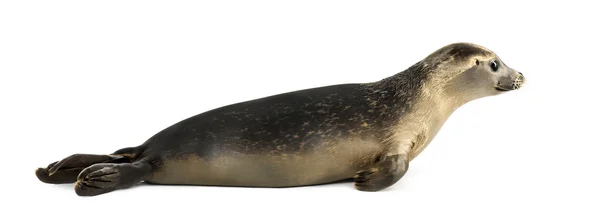 Side view of a Common seal lying, Phoca vitulina, 8 months old, — Stock Photo, Image