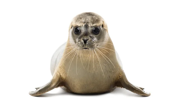 Vooraanzicht van een gewone zeehond liegen, kijken naar de camera, phoca — Stockfoto