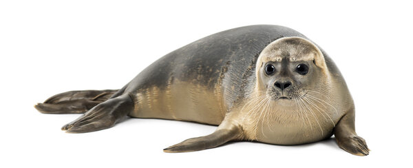 Common seal lying, Phoca vitulina, 8 months old, isolated on whi