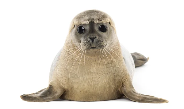 Common seal lying, facing, Phoca vitulina, 8 months old, isolate — Stock Photo, Image