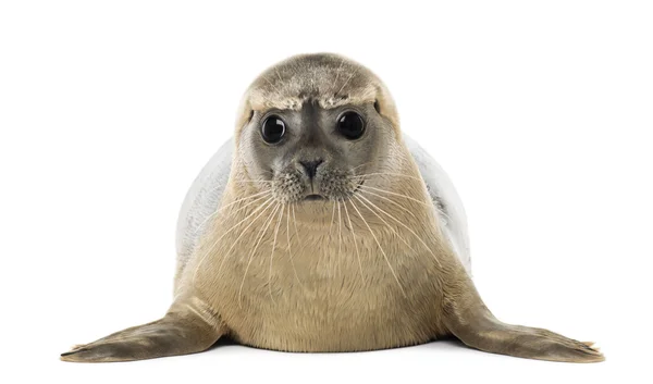 Front view of a Common seal lying, facing, Phoca vitulina, 8 mon — Stock Photo, Image