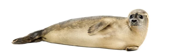 Seitenansicht eines auf der Seite liegenden Seehundes, phoca vitulina, 8 — Stockfoto