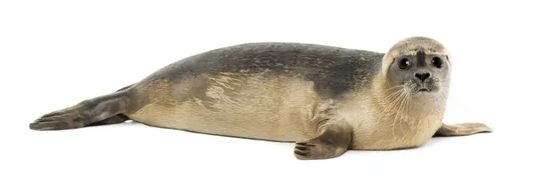 Side view of a Common seal lying, looking at the camera, Phoca v — Stock Photo, Image