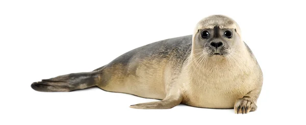 Gewone zeehond liegen, kijken naar de camera, phoca vitulina, 8 mont — Stockfoto