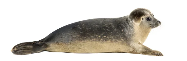 Side view of a Common seal lying, 8 months old, isolated on whit — Stock Photo, Image