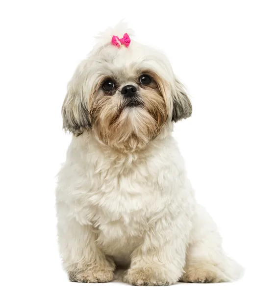 Vorderseite eines shih tzu sitzend, in die Kamera blickend, 10 mont — Stockfoto