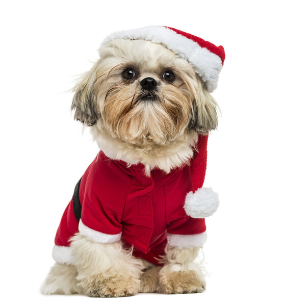 Shih Tzu wearing a christmas disguise, sitting, 10 months old, i